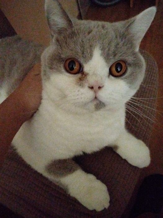 Продам замечательного кота