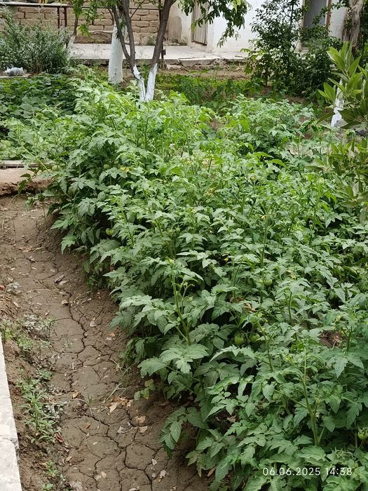 Продаётся дачный участок в обществе ВОСХОД в у