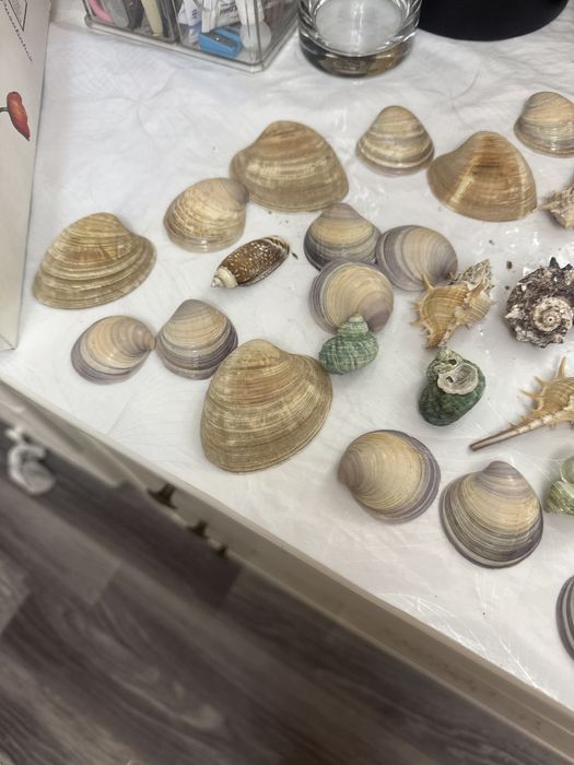 Продам набор ракушек за 2500