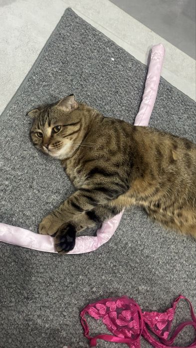 Пропал кот не пройдите  мимо