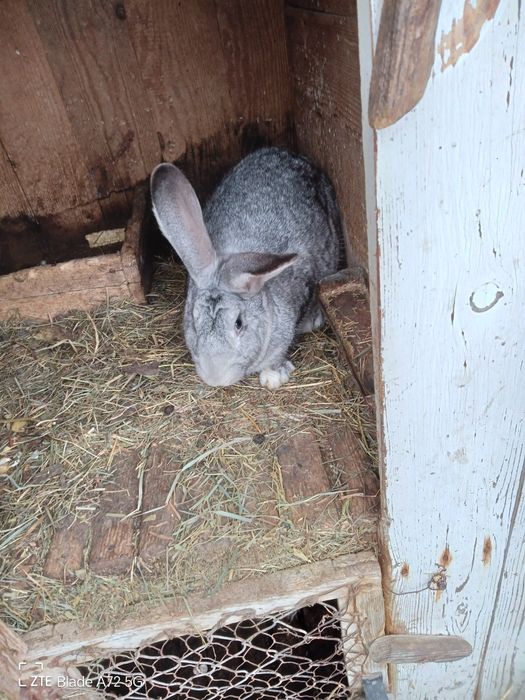 Vand iepurii belgian metis