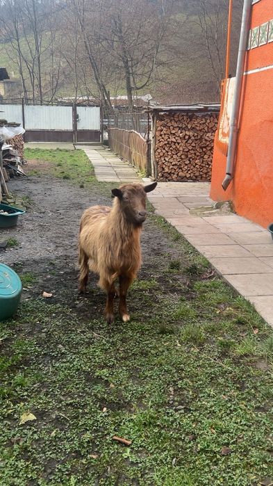 Capră vătuie tânără