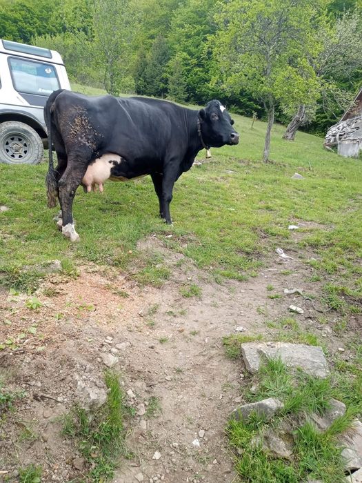 Vacă  de vânzare