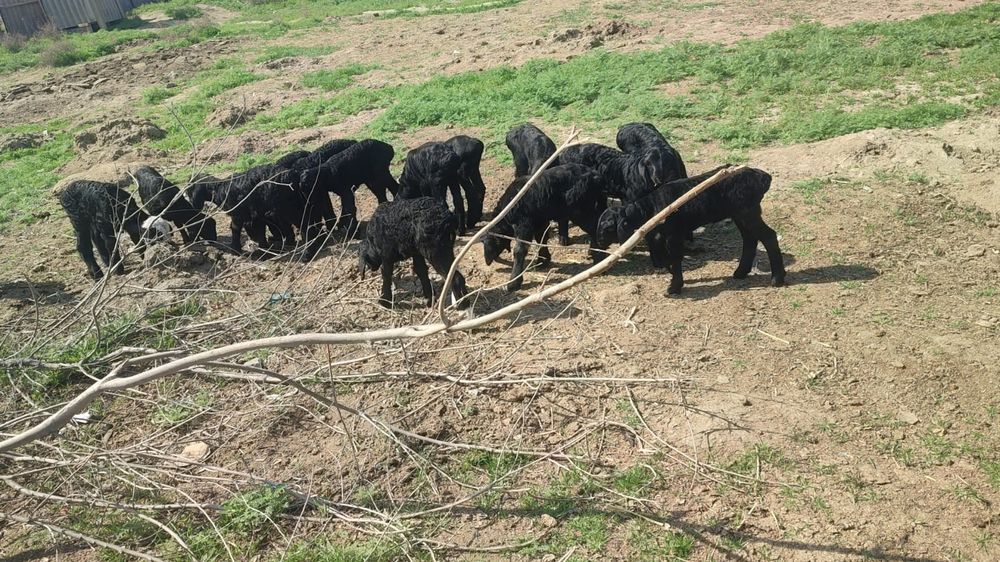 Козылар сатылады  козы