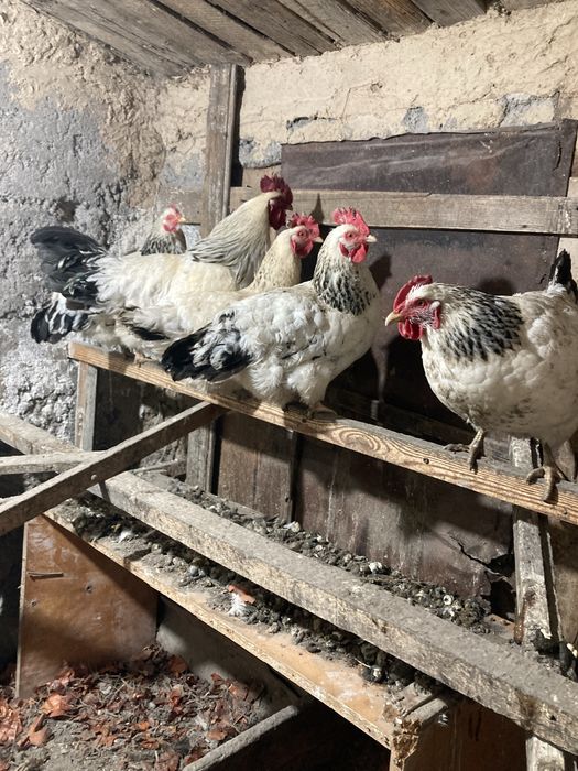 Куры адлерские 1+9