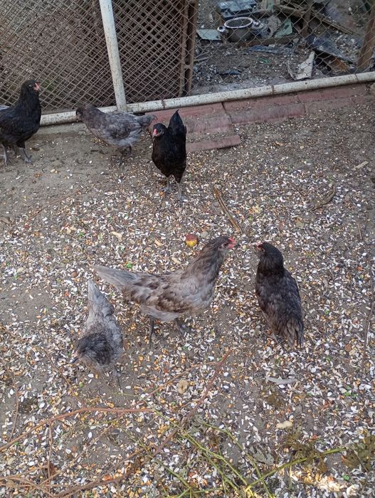 Ameraucana rasă pură tineret 2026