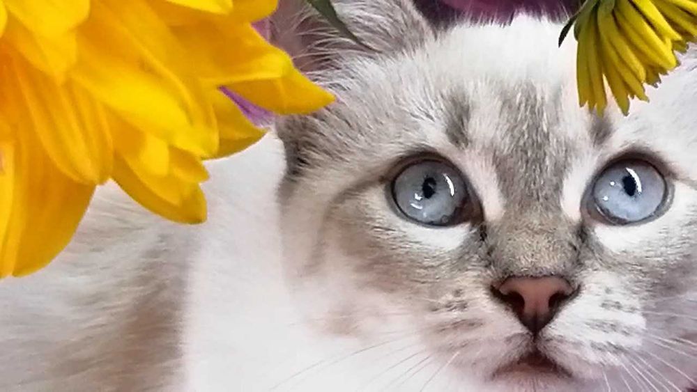 Там, где заканчиваются слова, начинается его мурчание.