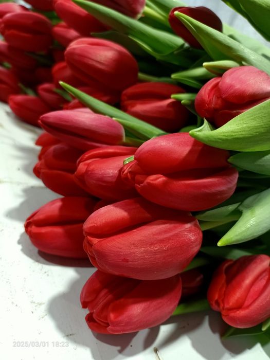 Тюльпаны Голландские