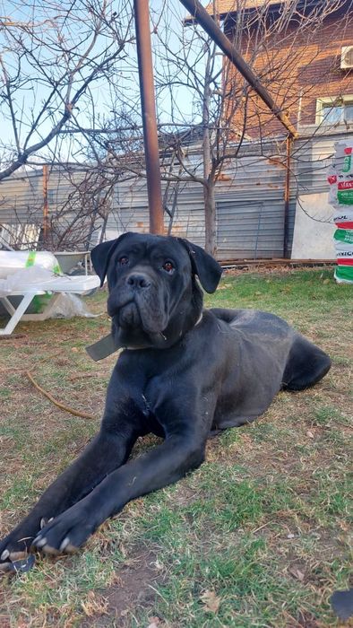 Кане Корсо 15 месяцев