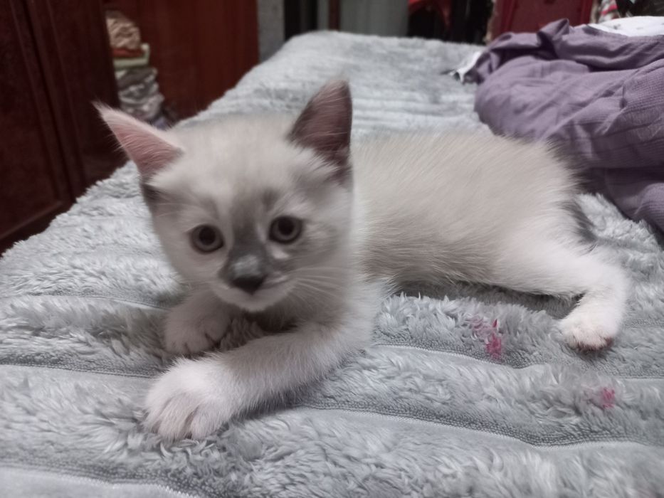 Скотиш страйт котята