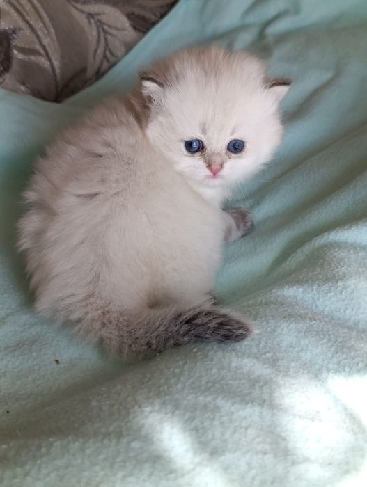 British Longhair  fetite.