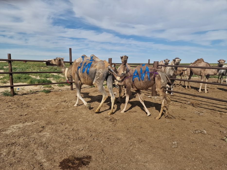 Туие сатылады бари бирге