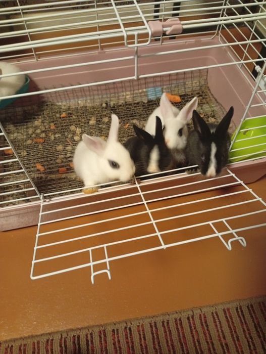 Продаются кролики