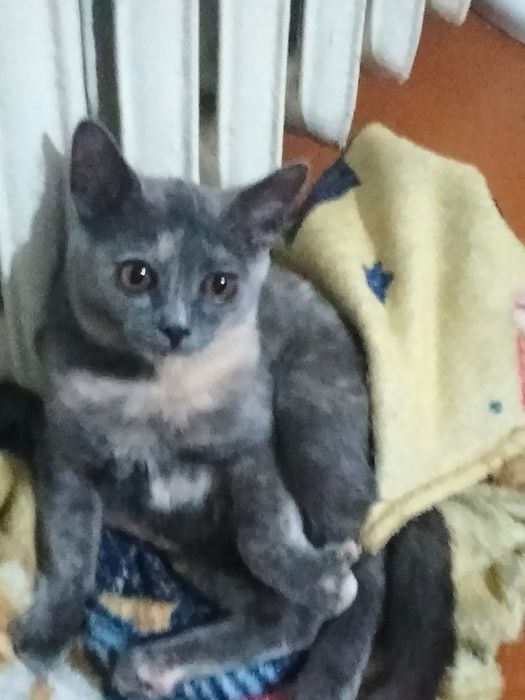 Отдам в хорошие руки девочка