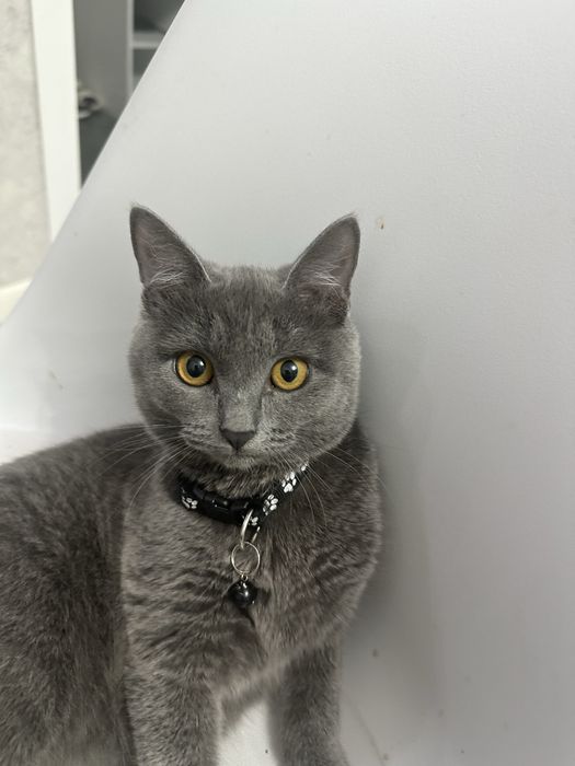 Ищем кота для кошки, некастрированный.