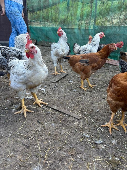 Cocoși de vânzare