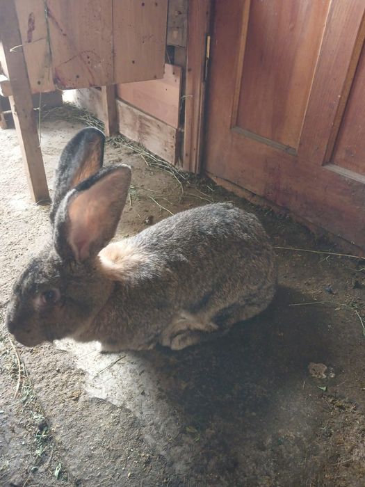 Продам кроликов срочно