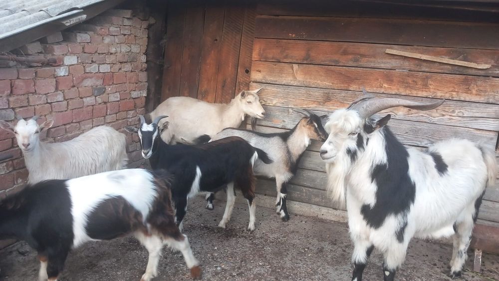 Vand tap și iedute
