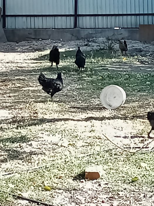 Срочно продам куры