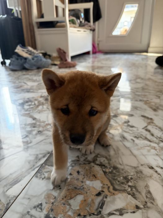 Catel Shiba Inu