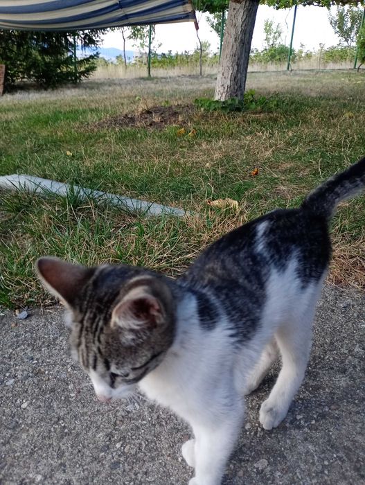 Подарявам малки котета