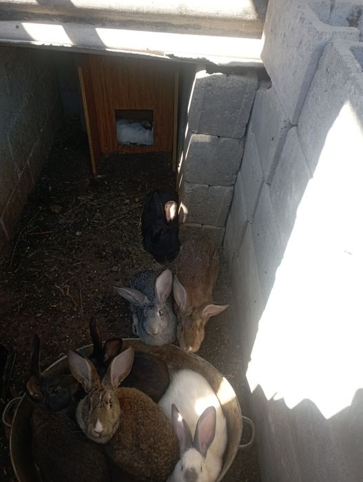 Кролики на продажу