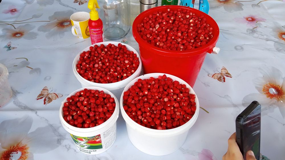 Земляника лесная