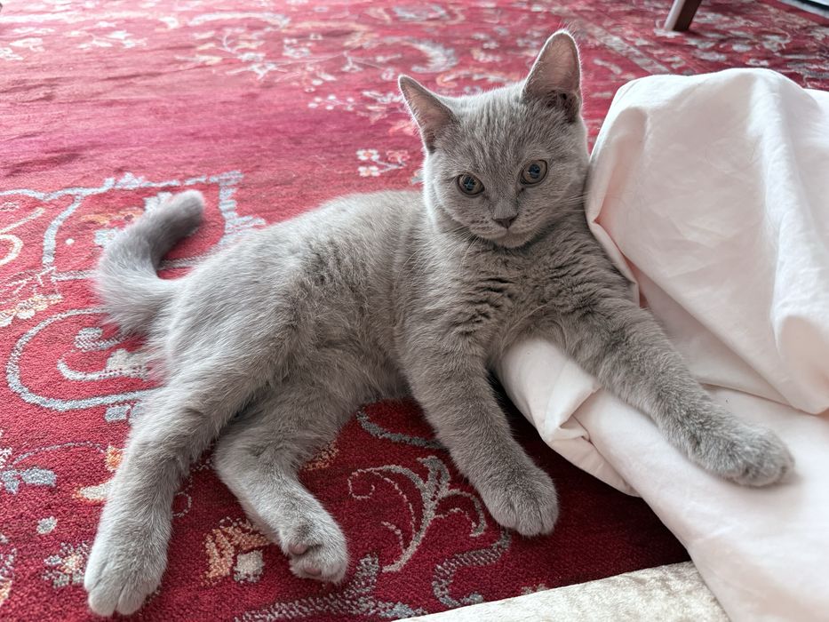 Бесплатно котенок 4 месяца британец