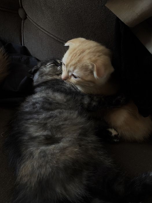 Скоттиш-фолд котята