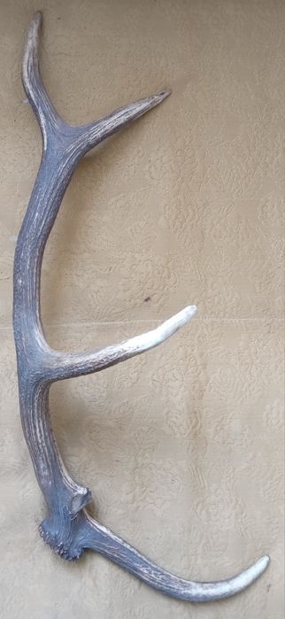 Corn de cerb cu patru ramificații.