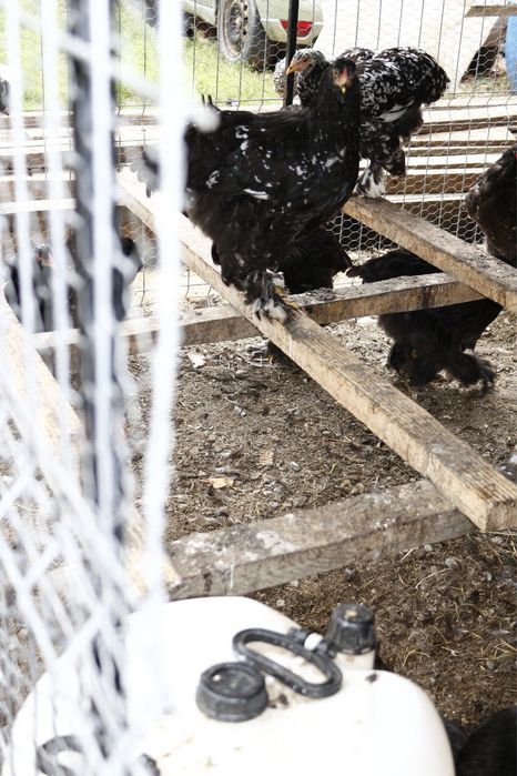 Vând păsări rasă pură Brahma Bobat