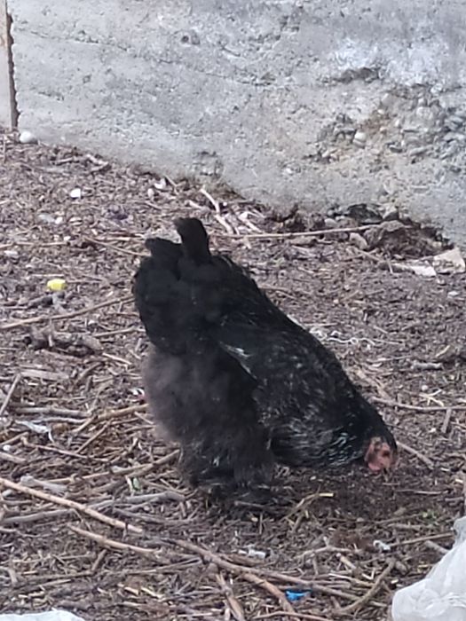 Брама тйлини 3га 1