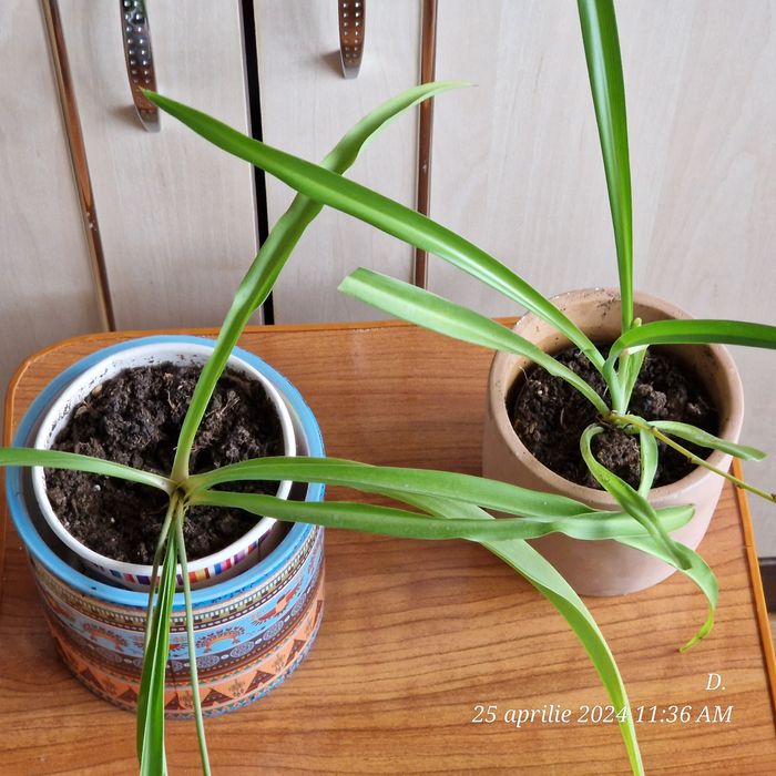 Planta voalul miresei