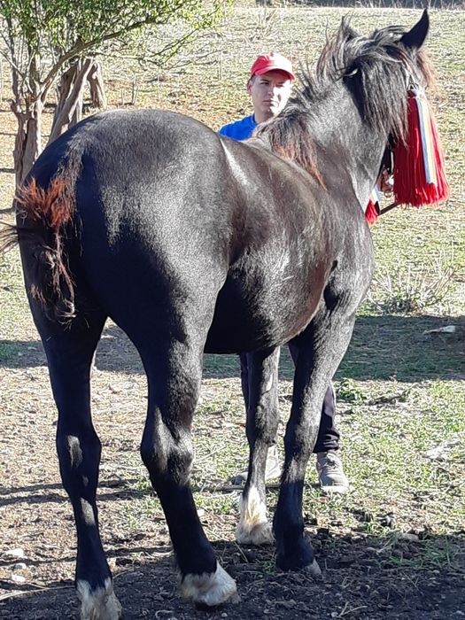 Vînd mînz de 2 ani învățat la căruță