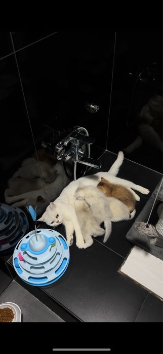 Қиз мушик сотилад. Шиншила.