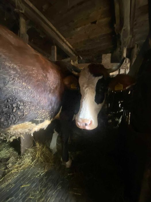 Vanzari animale vaca