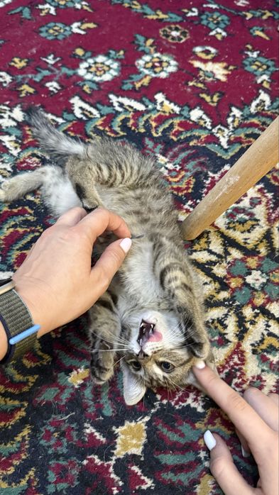 Отдадим котенка