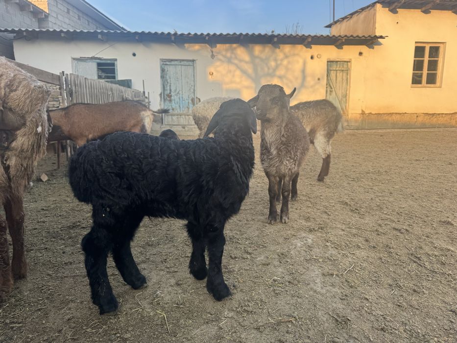 Козылы койлар сатылады.