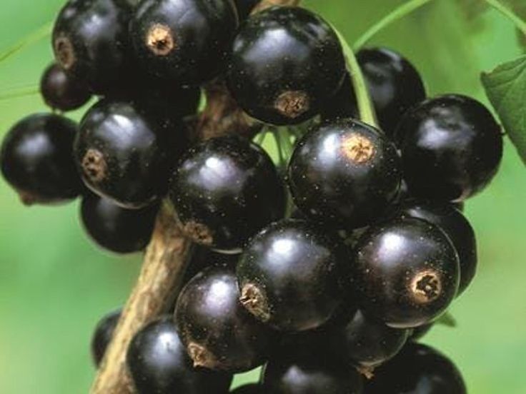 Arbusti Fructiferi (COACAZ NEGRU )