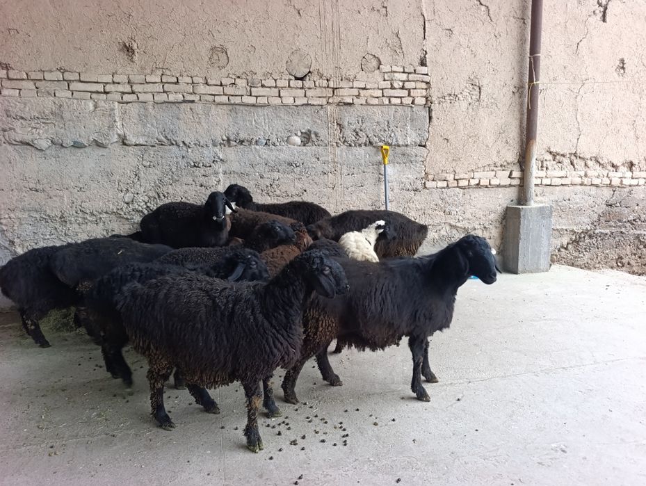 Chorva boshlamoqci bolganlar uchun bir qurada boqilvotgan quylar