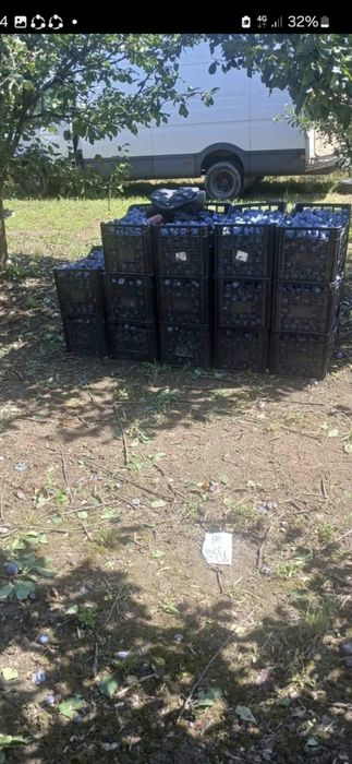 Prune de țuică bine coapte, ideale pentru distilare