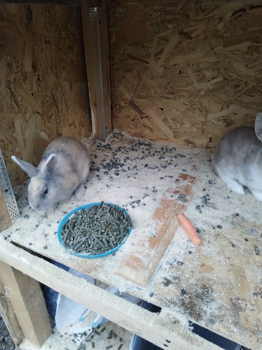 Iepuri de agrement. Prietenul  ideal pentru cei mici