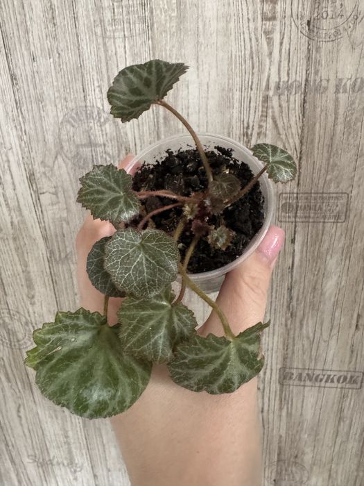 Комнатные растения