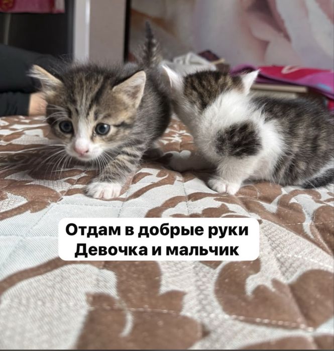 Падорю котят в добрые руки