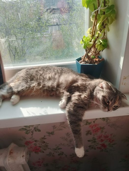 Ищем кота для вязки