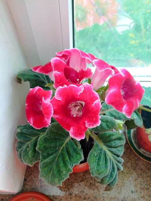 Комнатные цветы дом