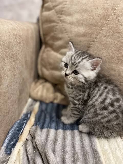 Британские котята