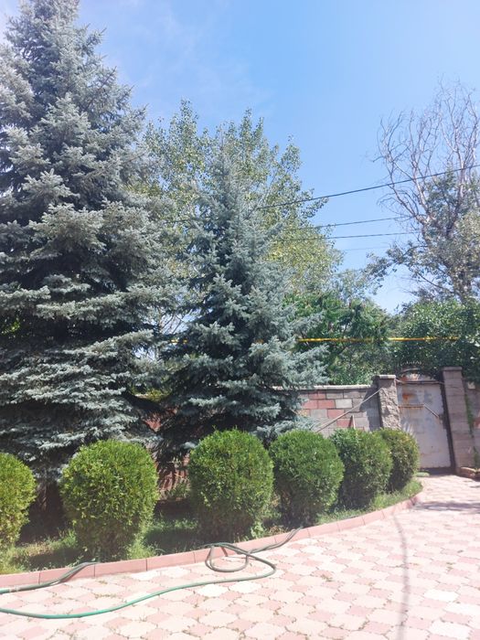 Голубые ели,продам