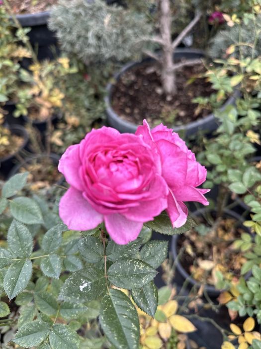 Атиргул сотувда