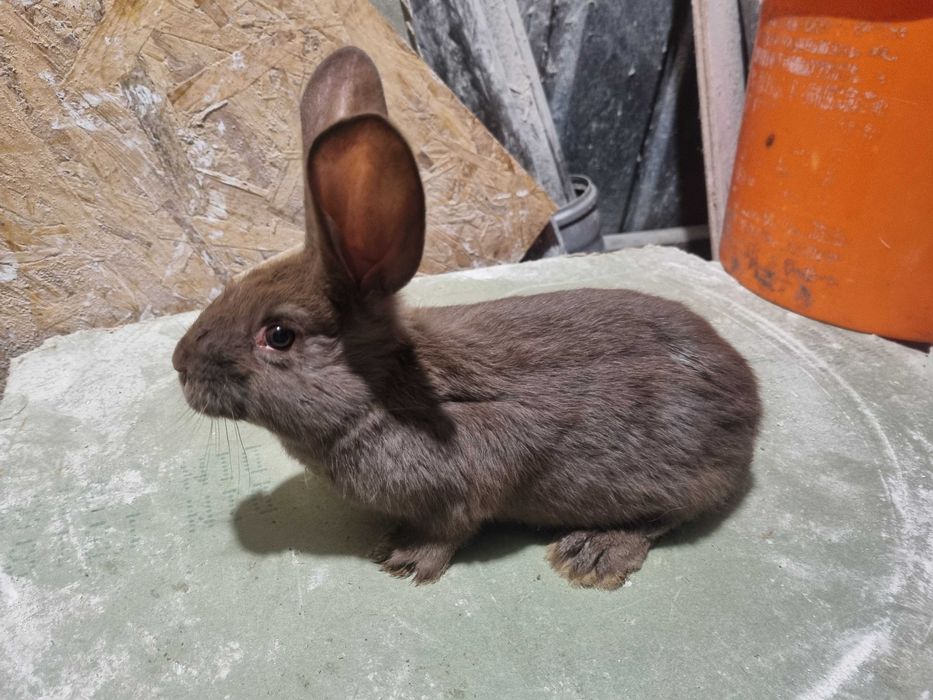 Iepuri Fluture German !